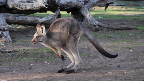 Super slow motion of jumping kangaroo shot