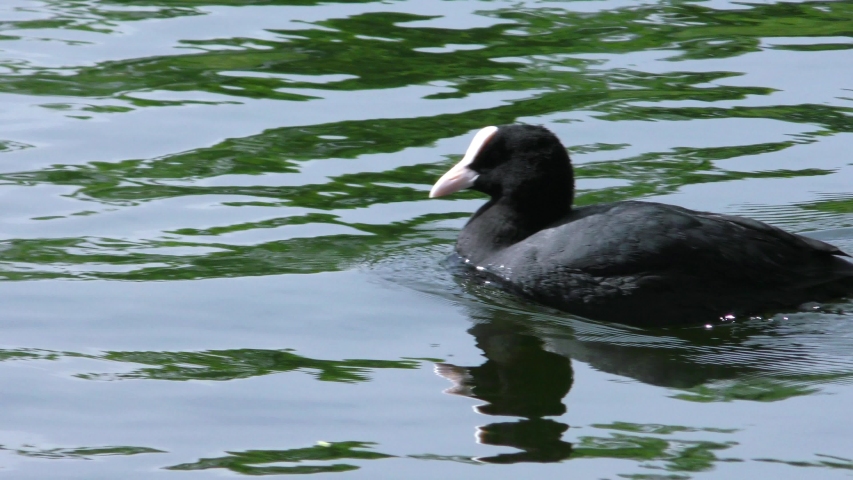 The coot fulica atra duck floats on the water. Life of wild birds in the natural environment. Royalty-Free Stock Footage #1031001842