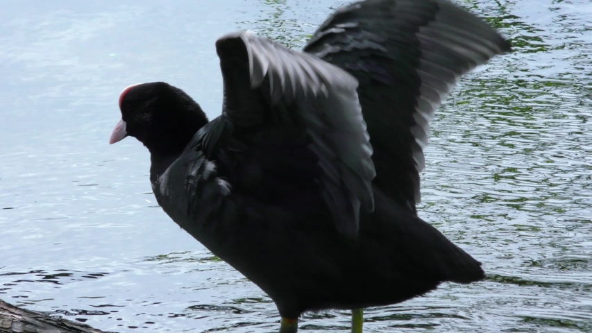 The coot fulica atra duck floats on the water. Life of wild birds in the natural environment. Royalty-Free Stock Footage #1031001851