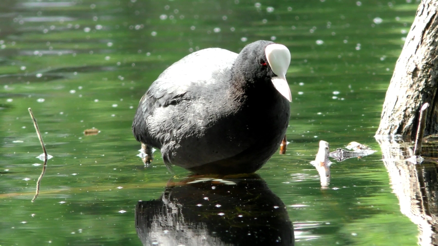 The coot fulica atra duck floats on the water. Life of wild birds in the natural environment. Royalty-Free Stock Footage #1031001884