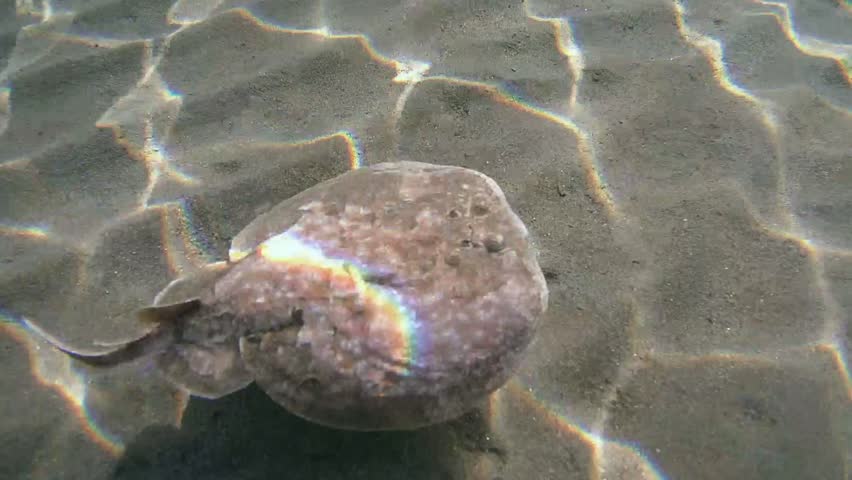 Panther electric ray (Torpedo panthera) swims over a sandy bottom, Red sea, Marsa Alam, Abu Dabab, Egypt
