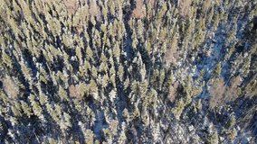 Drone video of pine forest in the winter