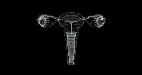 Screen 3d of female reproductive system in the human body - loop