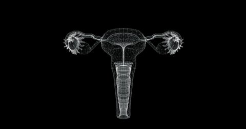 Hologram screen 3d of female reproductive system in the human body - loop