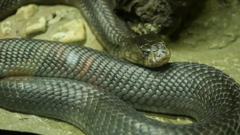 Majestic poisonous snake with dark skin. Beautiful Monocled king cobra with black skin on rock in terrarium cage.