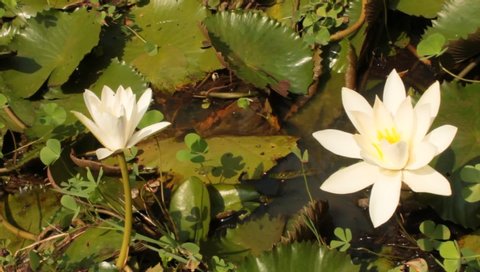 Water Lilly (Nymphaeaceae, water lilies, lily) blooming in pond.