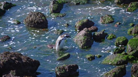 Magellanic Penguin getting out of the water in a rocky area at Punto Tombo in Patagonia, Argentina