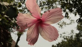 HD footage close up of pink hibiscus flower.