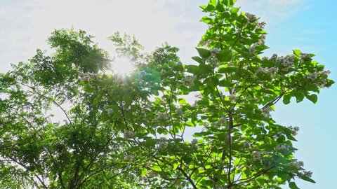 Catalpa Tree Stock Video Footage 4k And Hd Video Clips Shutterstock