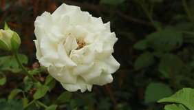 HD video footage of white rose flower.white Flower close up in garden. Close up of brilliant white flower with nature background.
