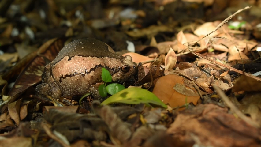 toad puffed big  for threaten enemy on ground in fotest