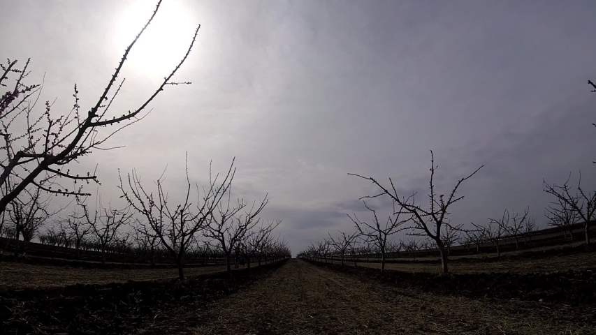 A man walking through the orchard on a moonlight