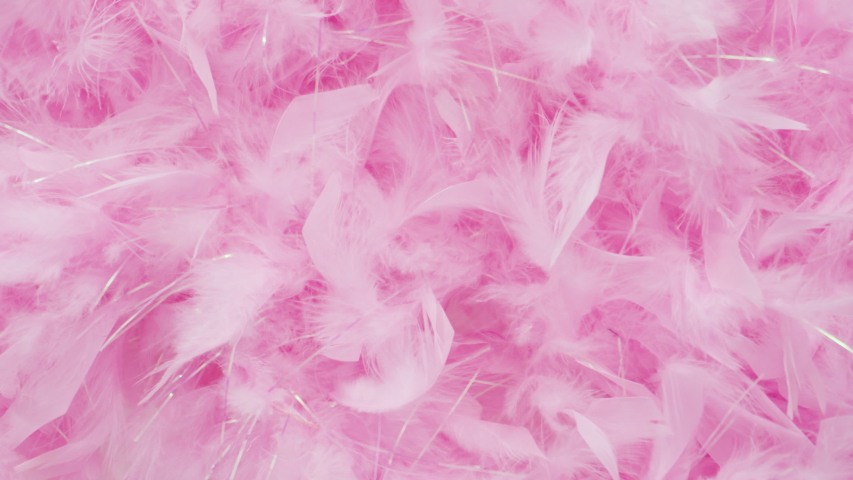 Flat lay. Pink feathers on a white background. Royalty-Free Stock Footage #1031033735
