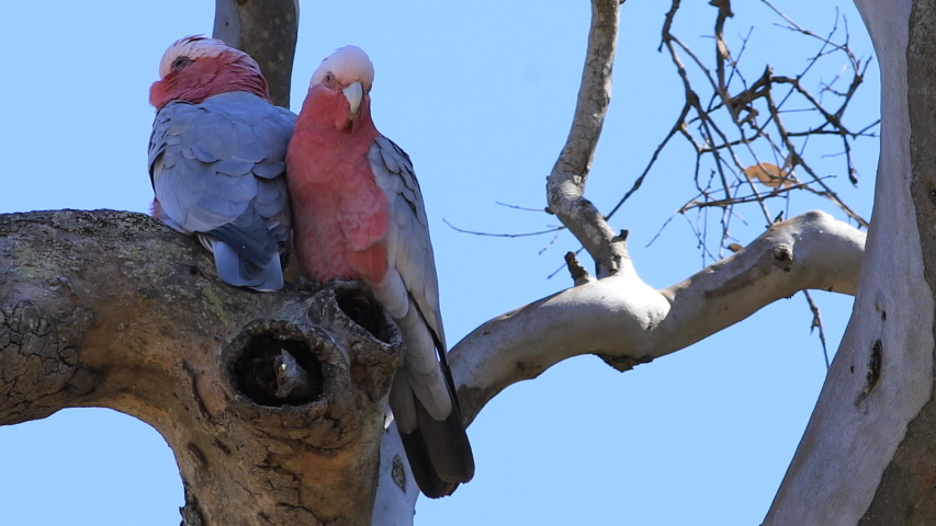 View of pair of Galah, Eolophus roseicapilla, perched
