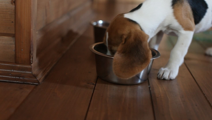 beagle puppy eating
