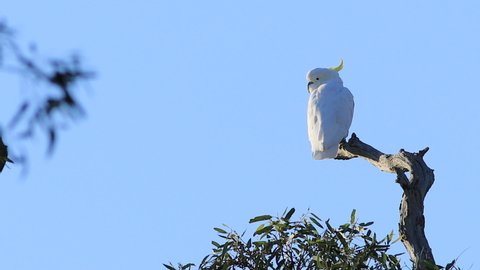 Sulpher-crested Cockatoo, Cacatua galerita, perched in tree