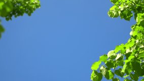 Nature clear blue sky background with fresh first spring foliage of trees as natural frame. Real time 4K video footage.