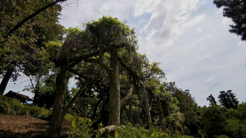 Natural scene around Huntington Library at Los Angeles, California