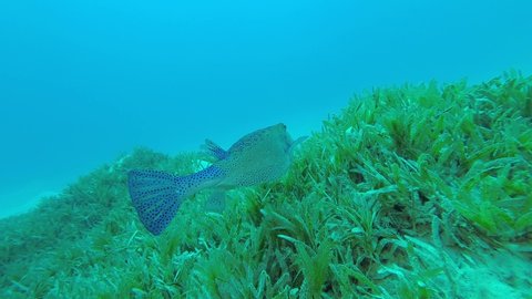 Boxfish feeds on the sea bottom covered with green seagrass. Yellow Boxfish - Ostracion cubicus, Underwater shots