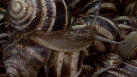 A group of food snails. Background of live wet snails. Super macro 2:1. Top view – 4K  60fps