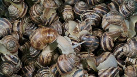 Active small snails on the farm during feeding. Background of live snails. Top view – 4K  60fps