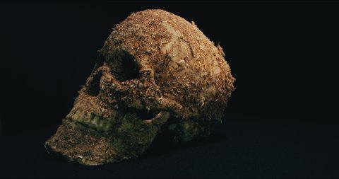 Model Skull on the Black Background, Archaeology Concept. 4K. Macro. Wide Engle. Loop.