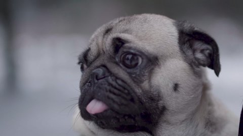 Close cute face pug dog winter. Slow motion. Snowing