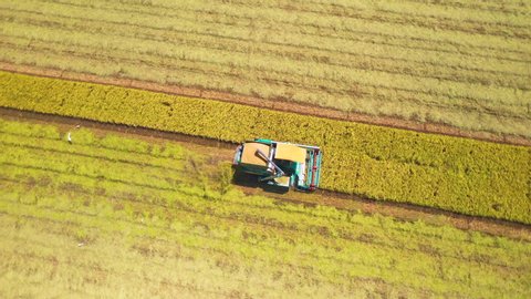 Aerial top view of Harvester machine working in rice field from above