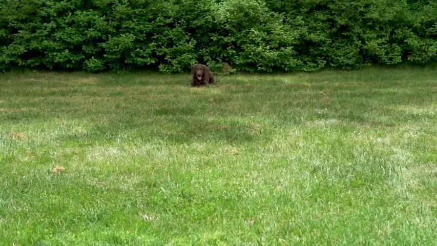 Chesapeake Bay Retriever puppy running in slow motion