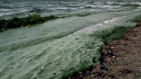 Ecological disaster in the Black Sea. The massive development of blue-green algae, water bloom. Sea pollution, eutrophication, Odessa Bay, Black Sea, Ukrain. Ukraine, Odessa, Black Sea - June 08, 2019