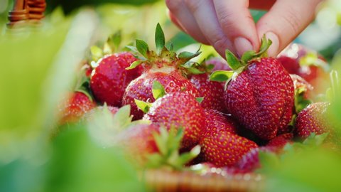 A farmer harvesting strawberries, puts the berries in the basket: stockvideo
