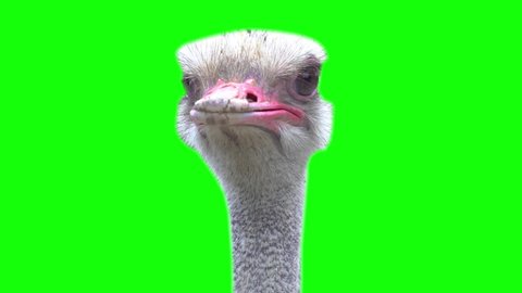 Green Screen Ostrich Bird Looking Around and the Camera Chroma Key Ostrich Greenbox