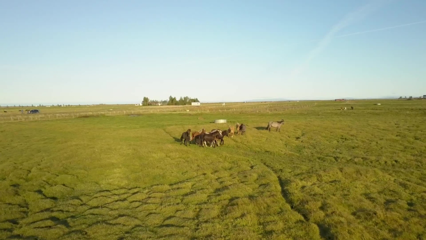 HD - Iceland Horses Walking - Aerial Close Footage - Sunrise.