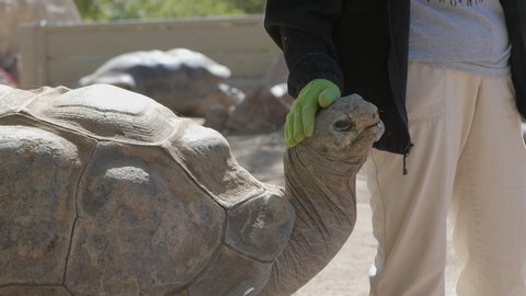Zookeeper pats the giant brown scaly Giant Aldabra Tortoise reptile on the head and shell as it looks pleased. Close up.