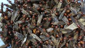 Group of Queens Subterranean ants (Carebara )? or Insects that are local food in the north of thailand is walking in 
Insect pile. macro and big close shot. video footage. Animals&Wildlife concept