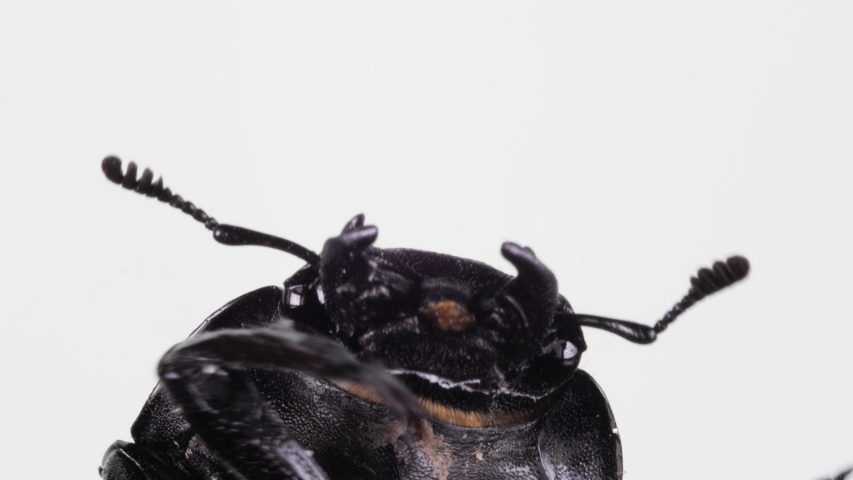 Large cockchafer head on white background. Active moving its legs. Extra close up, macro