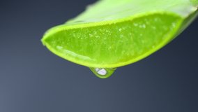 Close-up of Aloe Vera Gel dripping from Aloe plant green leaf. Skin care, healthcare, moisturizing concept. Drop of Aloevera fresh juice macro shot in 4K resolution