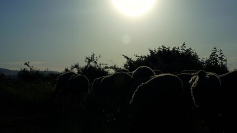 Sheep grazing at sunset. 4K