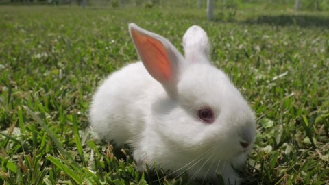 White rabbit runs on the green grass. Little rabbit in the garden. White hare close-up.