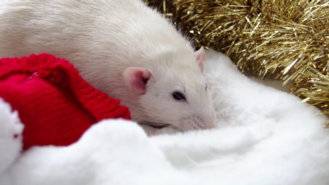 Symbol of the new year rat. New Year 2020 is the year of the rat