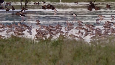 Migratory bar tailed godwit flock feeding in Miranda Shorebird Centre stilt pond