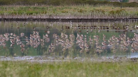 Migratory bar tailed godwit flock hanging out in Miranda, New Zealand, Wide Shot