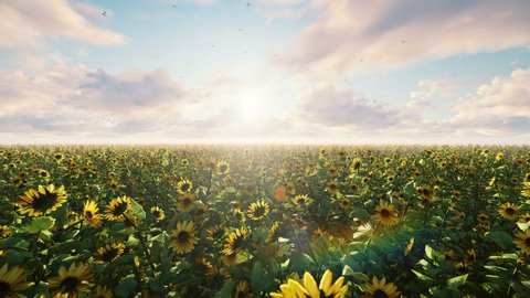 Sunflowers in the field at sunrise. Beautiful fields with sunflowers, butterflies and insects in summer. Beautiful summer loop background