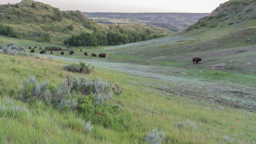 TL Theodore Roosevelt - Buffalo Herd Grazes in Green Valley