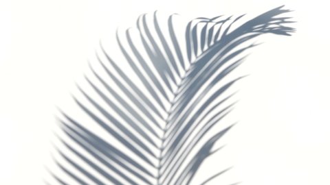 closeup the motion of shadow palm leaves on a white wall background.