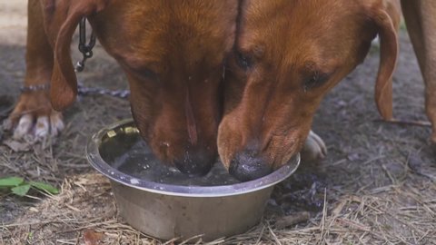 Hunting hounds dogs drink water. Rest after the hunt. after field training