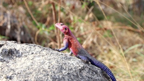 A Beautiful African Redhead Agama Lizard Moving Around in an Alert Manner On a Sunny Rock