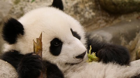 Baby panda chilling out and chewing on bamboo.