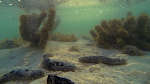 Underwater Time Lapse Reef Scene Of Sea Cucumber Group Cleaning And Purifying Sediment On Sand Seabed At Rarotonga Cook Islands South Pacific