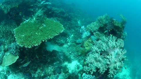 coral garden underwater healthy corals tropical waters with fish underwater
